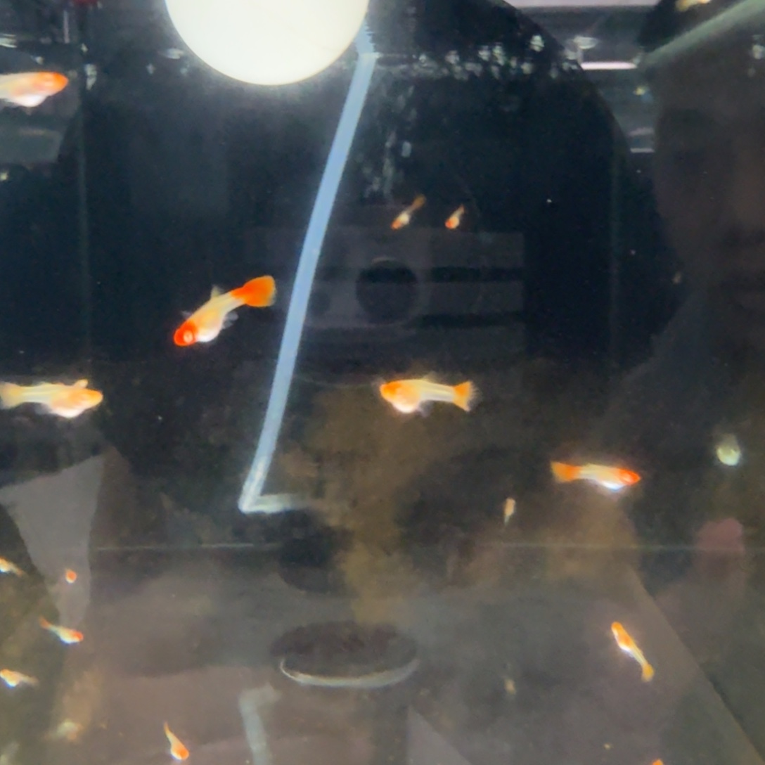 孔雀鱼鸿运当头鱼苗10条公母随机捞