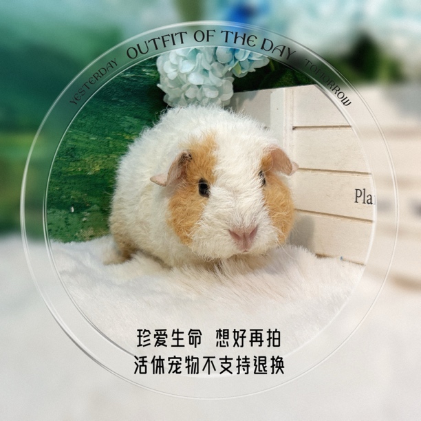 美泰弟弟 荷兰猪 豚鼠 包邮包风险