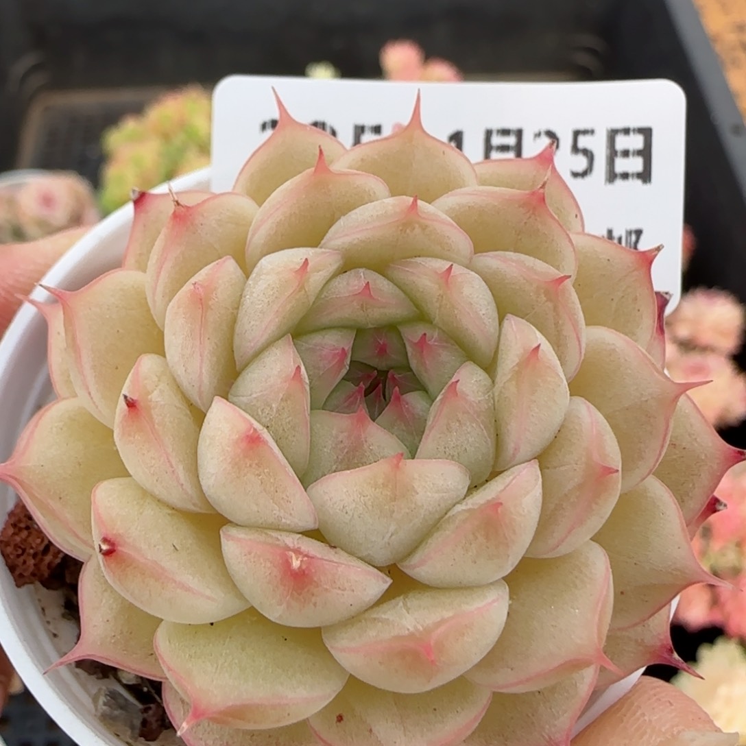 花语逸镜0125-235