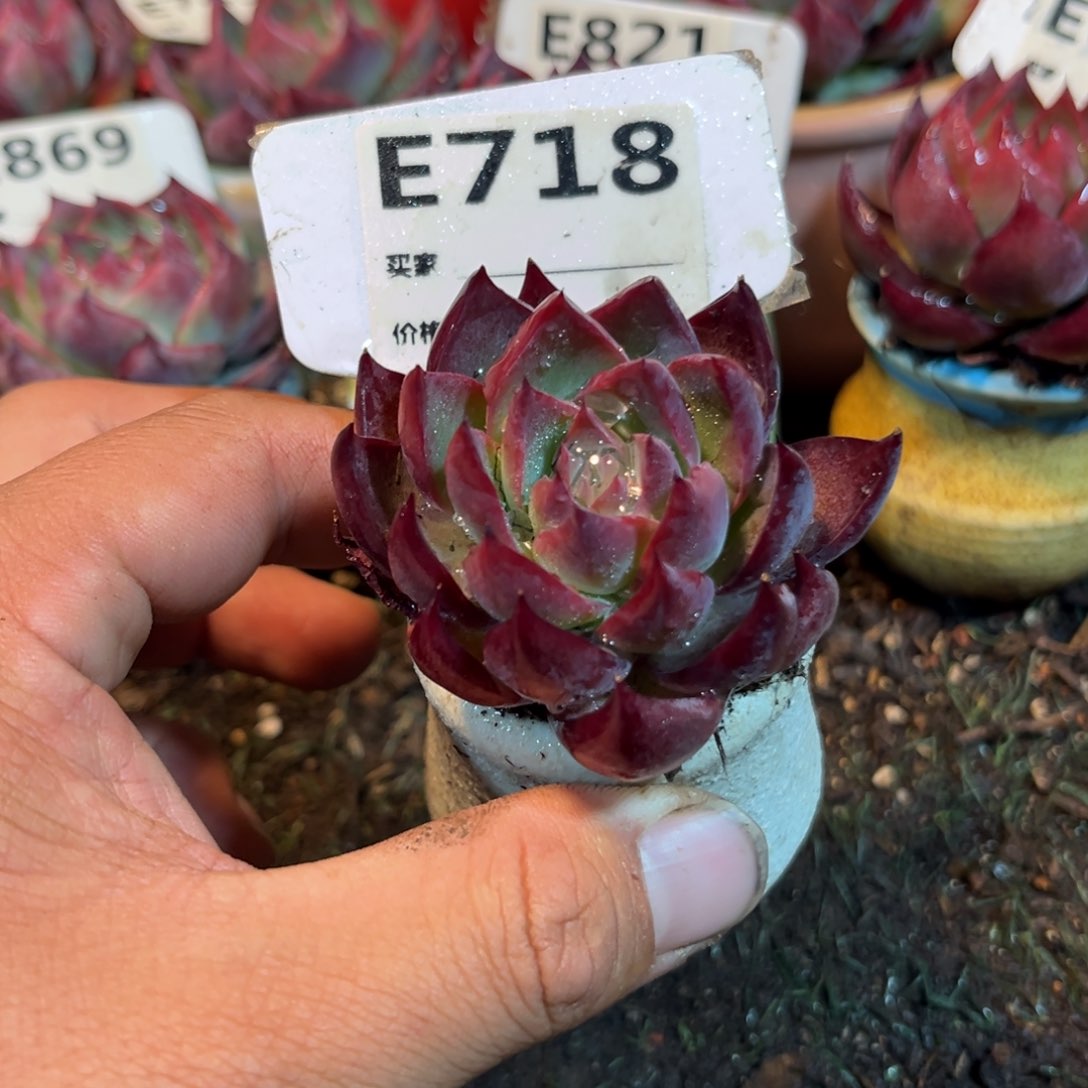 惊鸿一瞥718号多肉