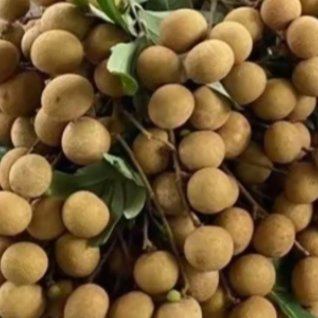 [顺丰包邮]广东茂名储良龙眼精选大果