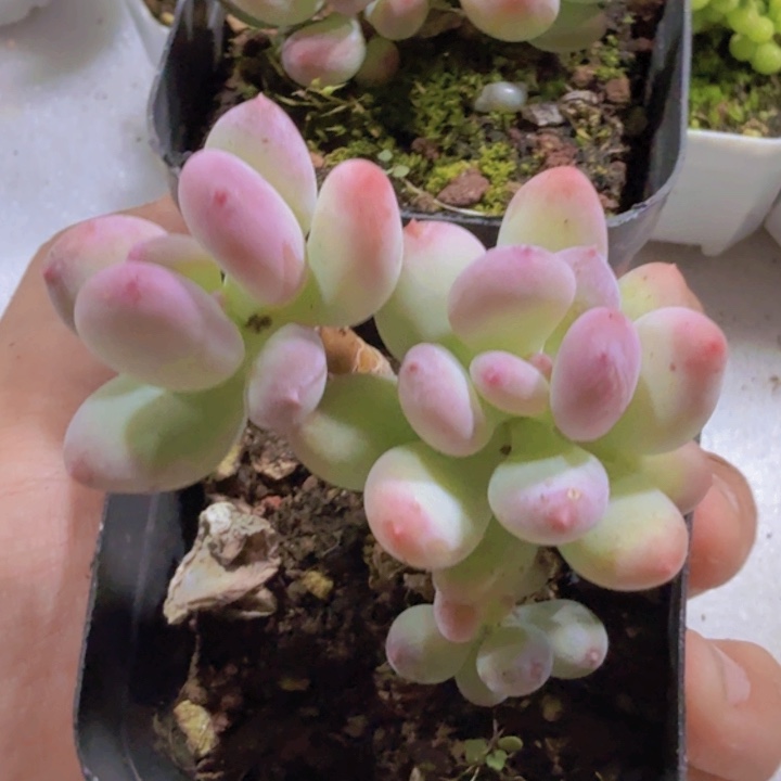 苹果奶酪福利一颗