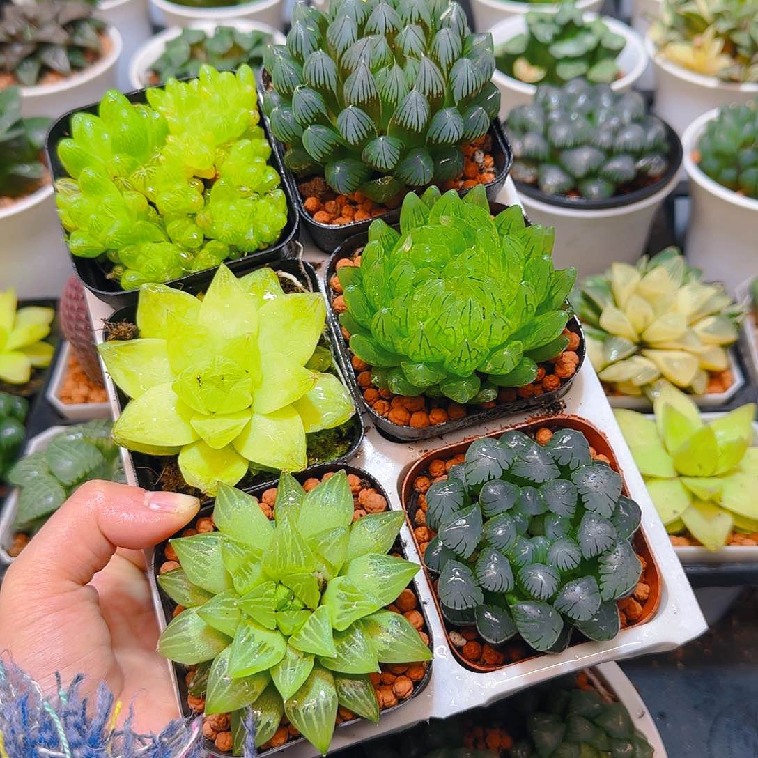 玉露六件套多肉，原盆