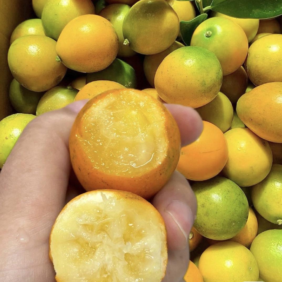 【融安脆蜜金柑礼盒装】 脆甜 大果 净果两斤。广西壮族自治区