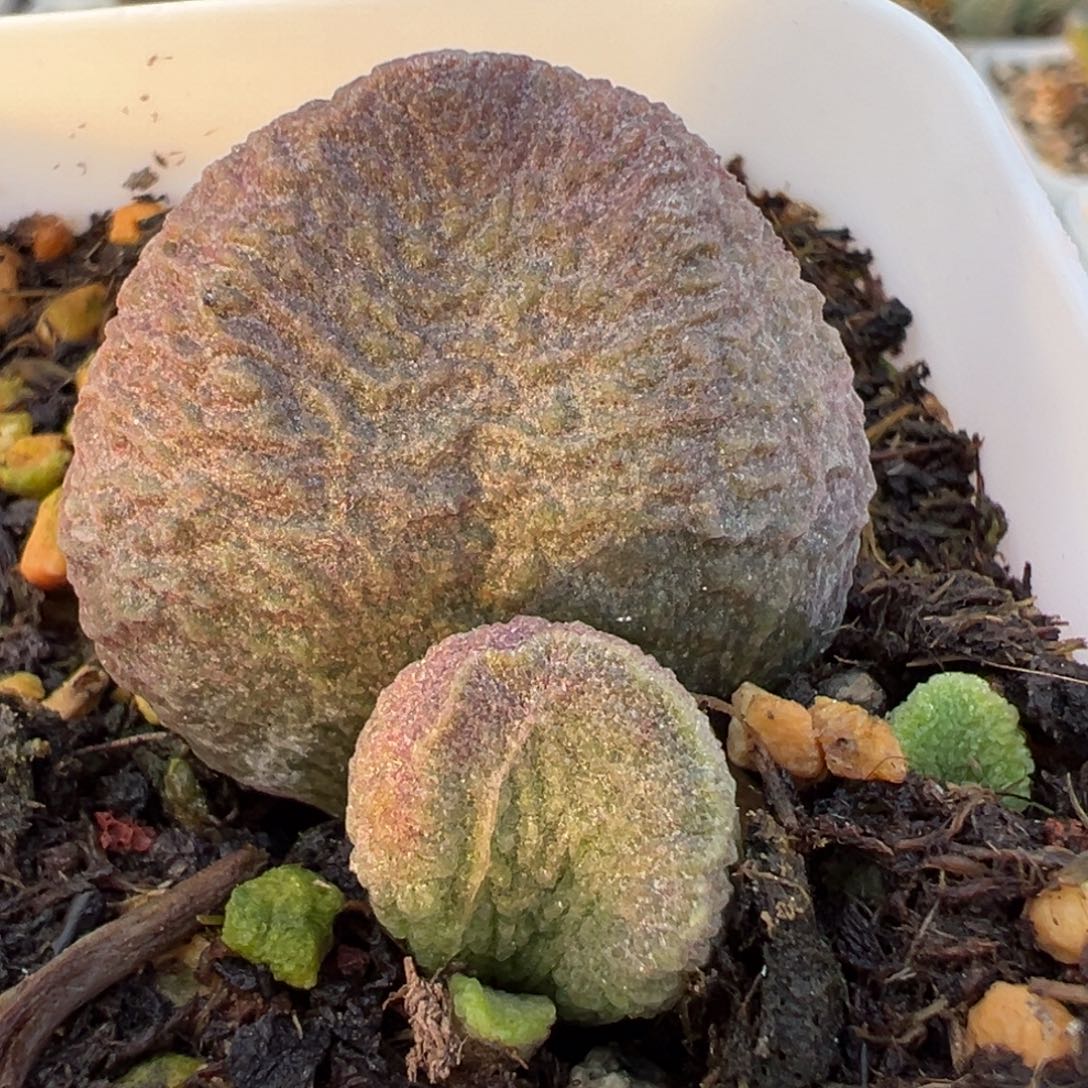 实生新品大苗多肉植物