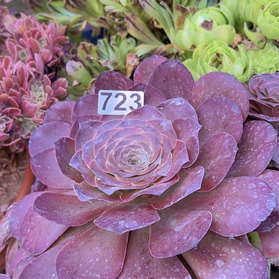 @***@多肉植物一个法师