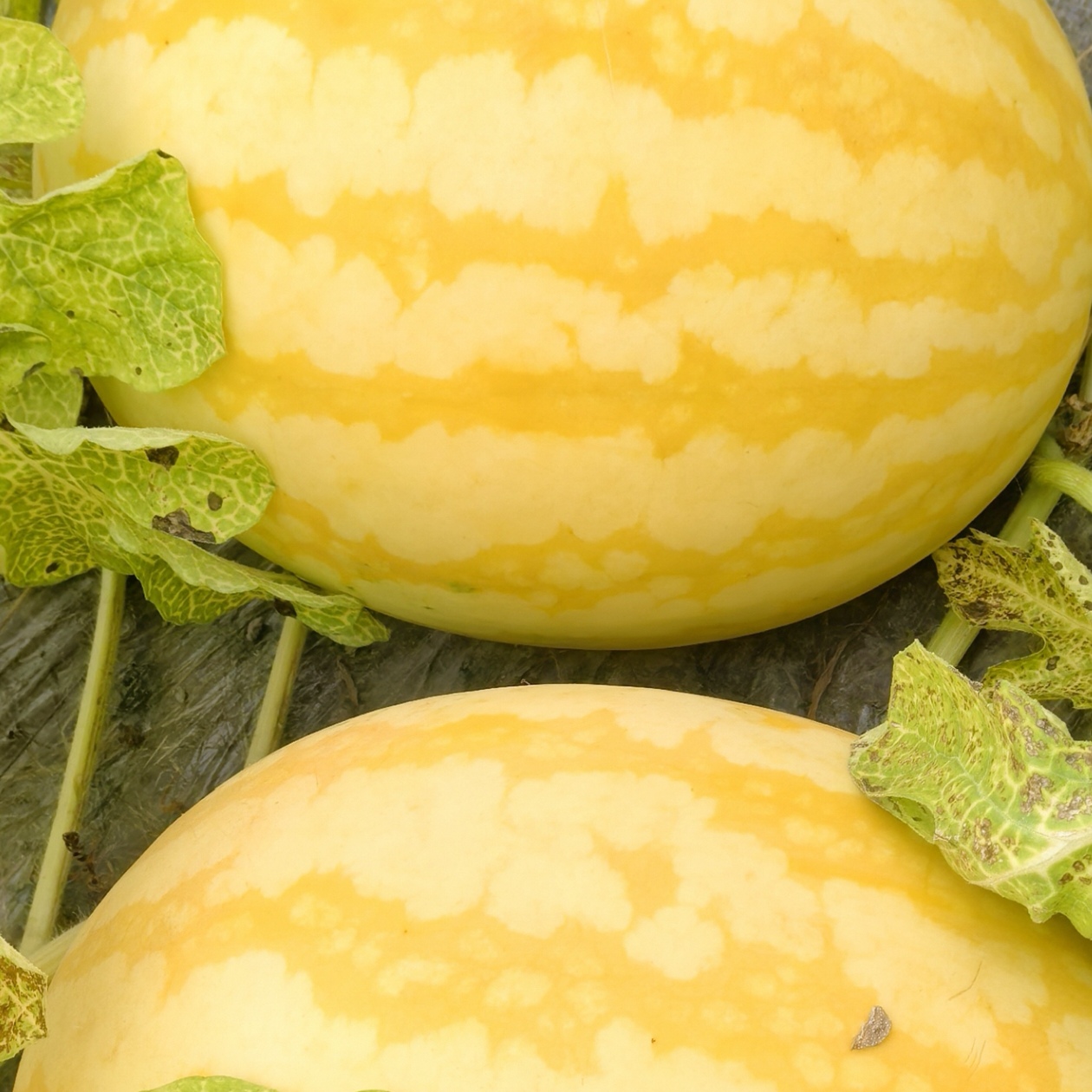 【顺丰包邮】整箱4粒装 东台新鲜黄皮红壤西瓜脆甜沙爽口