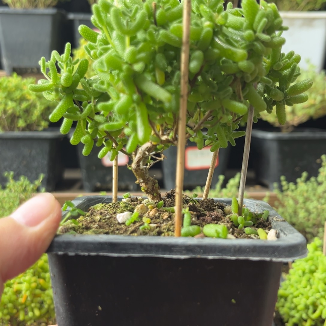 金9。           金。   