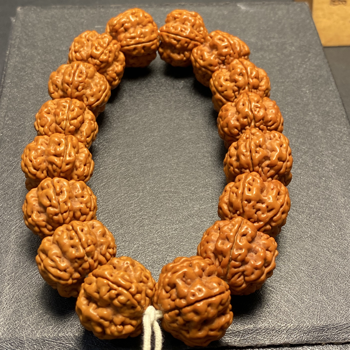 新品，大尺寸绝情帝王花（11号）