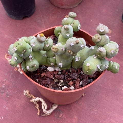 丘汐大戟群11仙人球