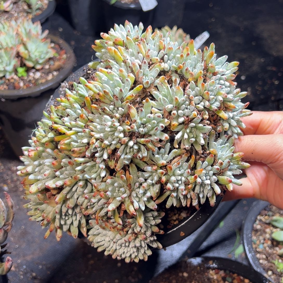 1429哈哈哈哈哈哈哈哈哈哈