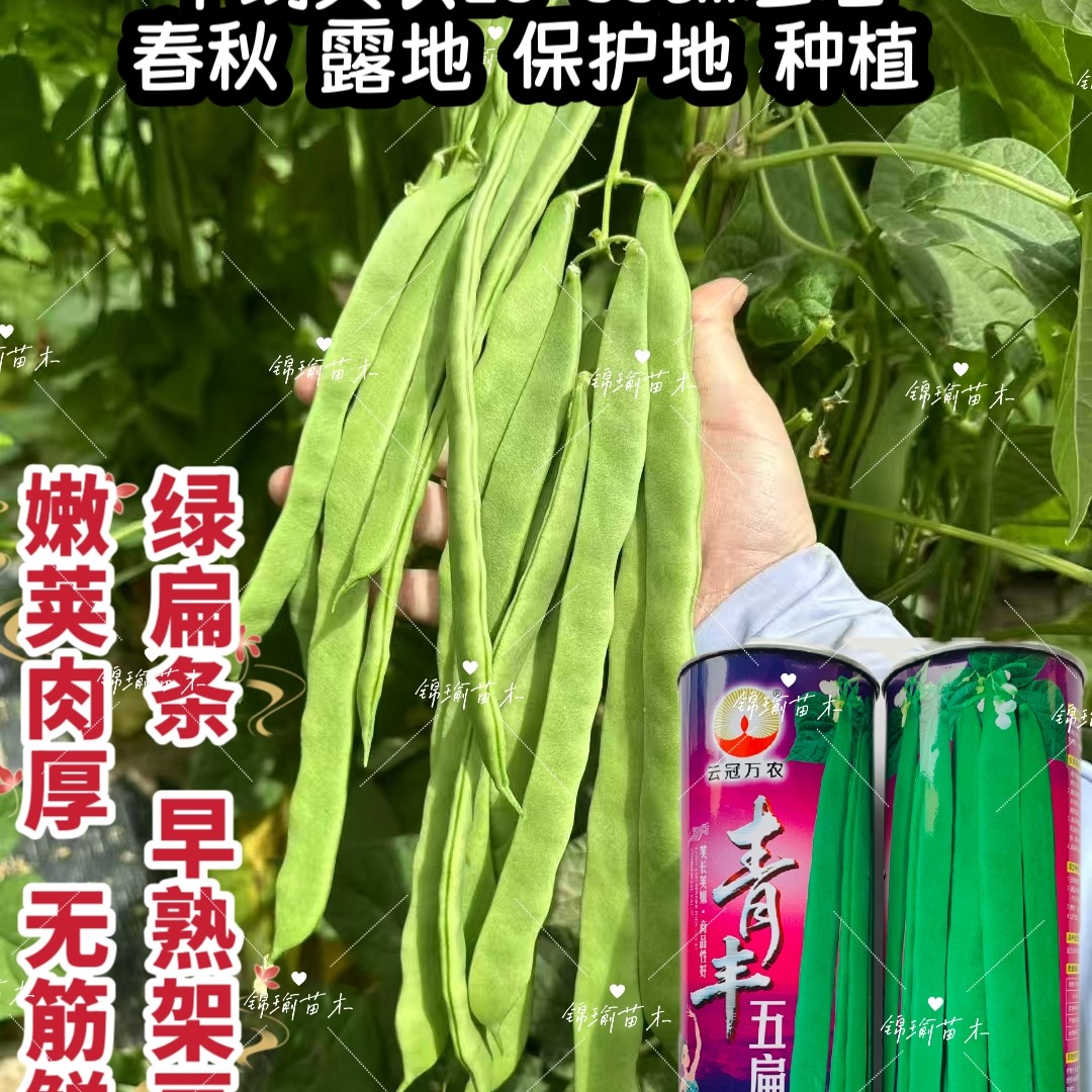 青丰五扁架豆种籽早熟高产结荚力强肉厚鲜嫩无筋架豆种子春秋种植