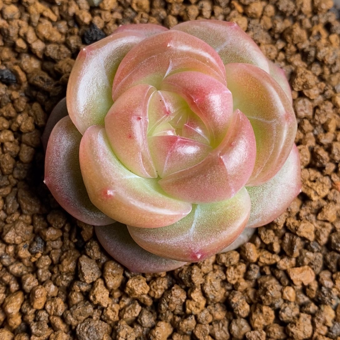 天官赐福百无禁忌