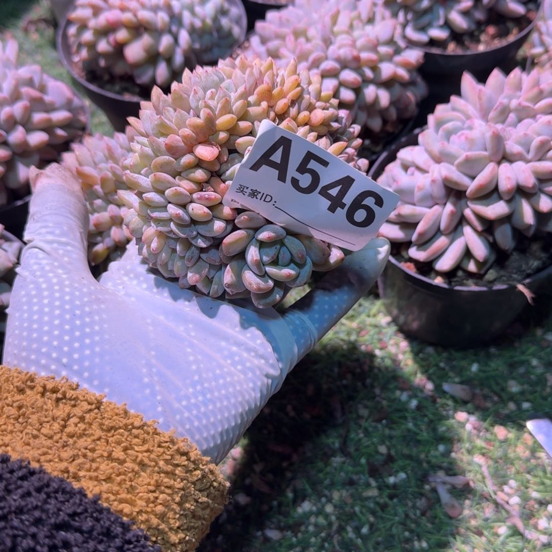 盘龙圆圆的呀呀呀呀