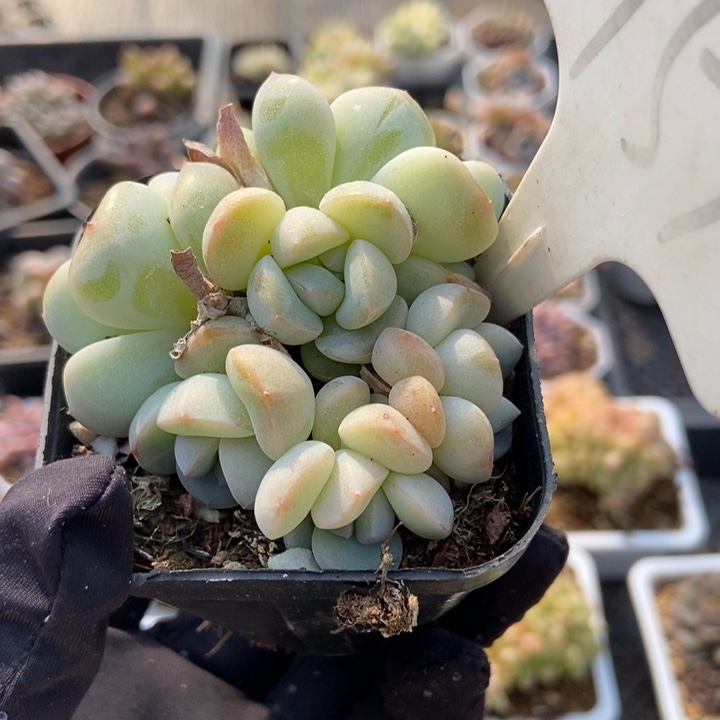 951厚梦多肉植物保护