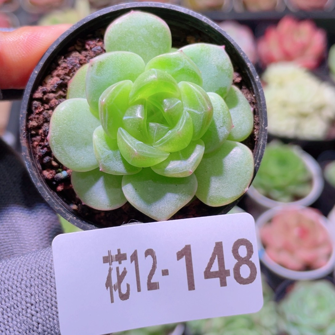 花利美12-148新品珍妮