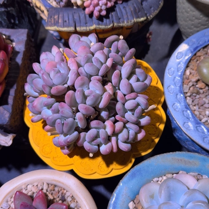 三日月 美人 群生 一物一拍