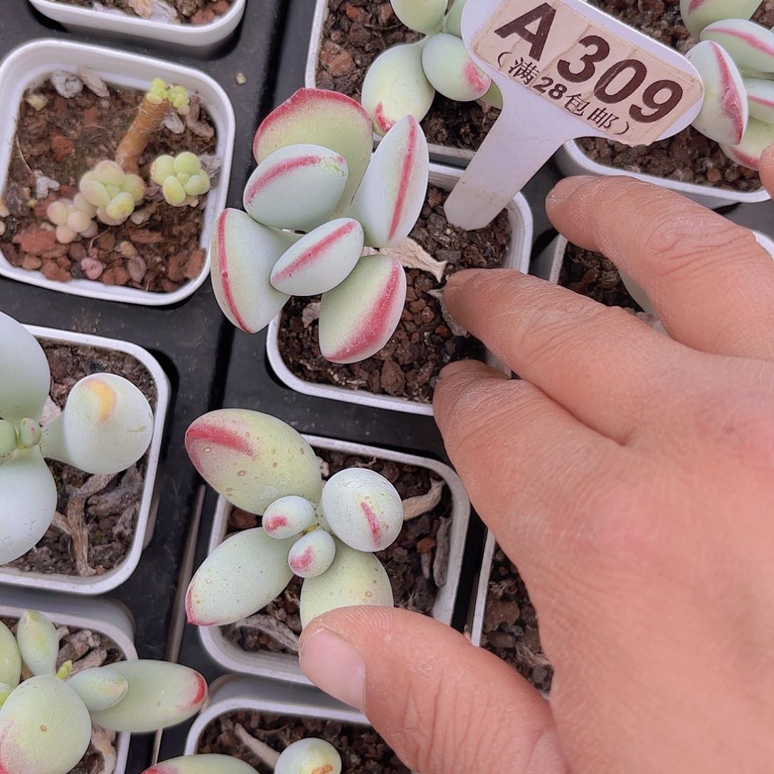A309白娘子一物一拍