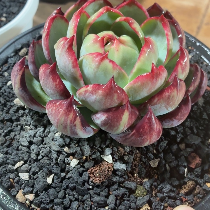 吴***一多肉植物惊鸿仙子
