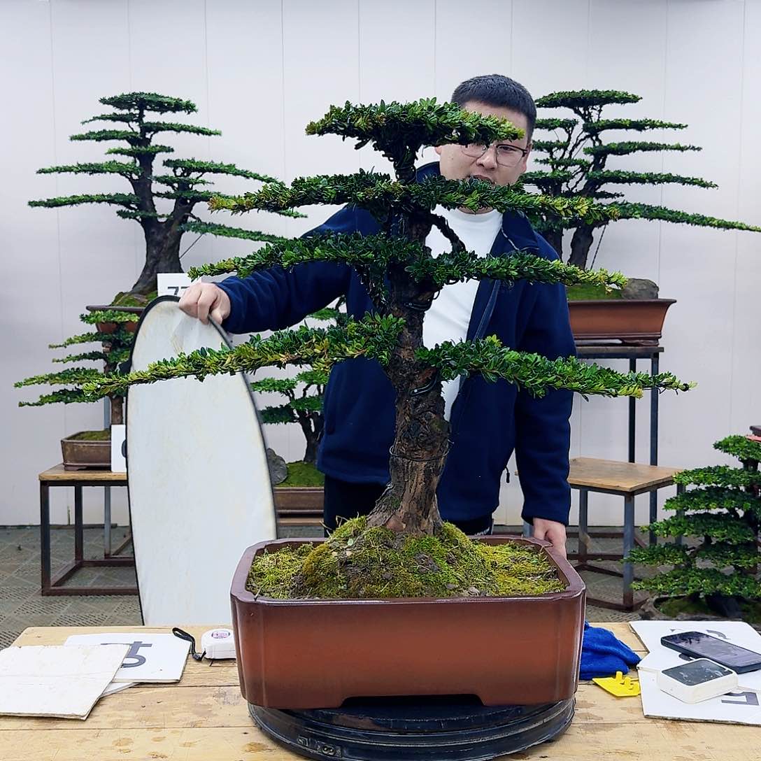 盆景罗汉松造型盆景