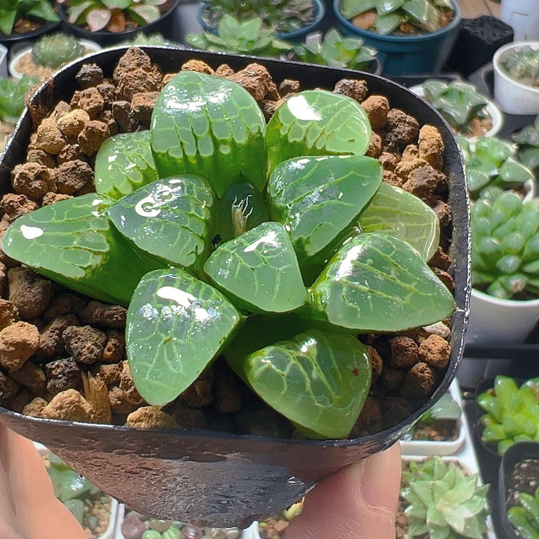 冰魄女王克玉露多肉