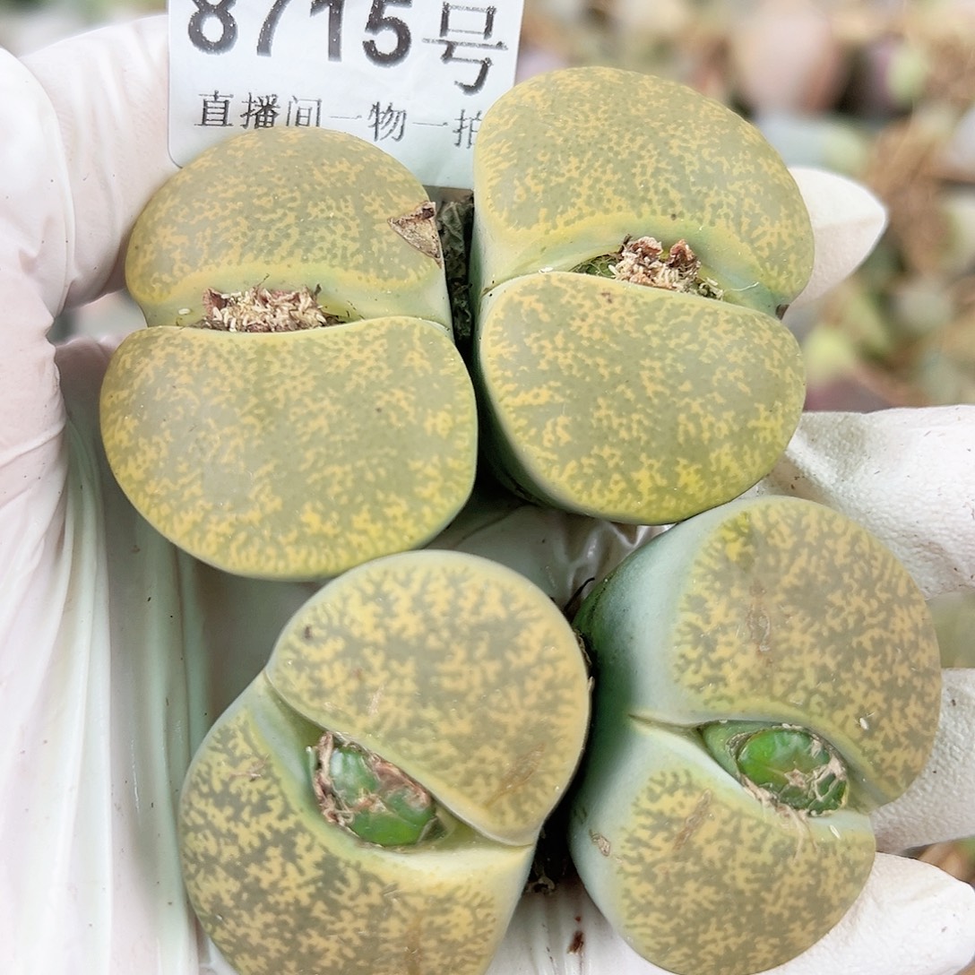 8715六年绿紫熏超级大双头两颗