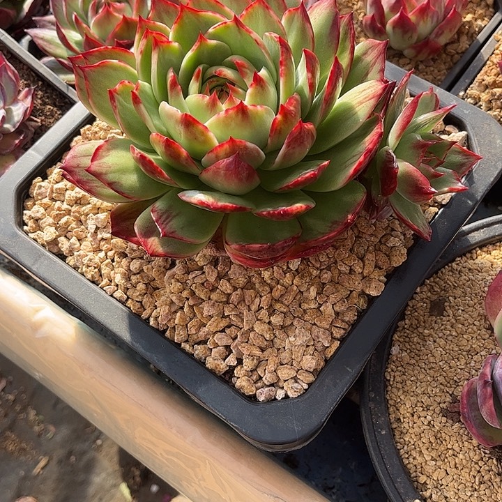 惊鸿仙子多肉植物12809