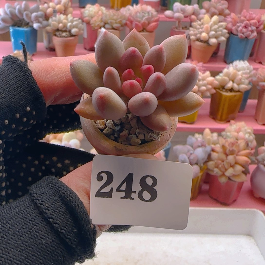 宝石美人248 ，满38包邮非偏远。包邮非偏远。