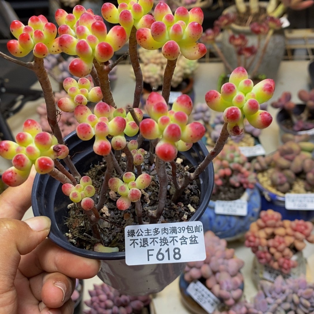 618乙女心多肉散