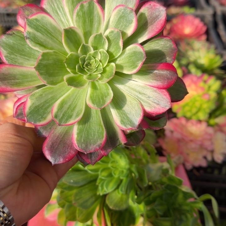 水晶莲花多肉植物法师