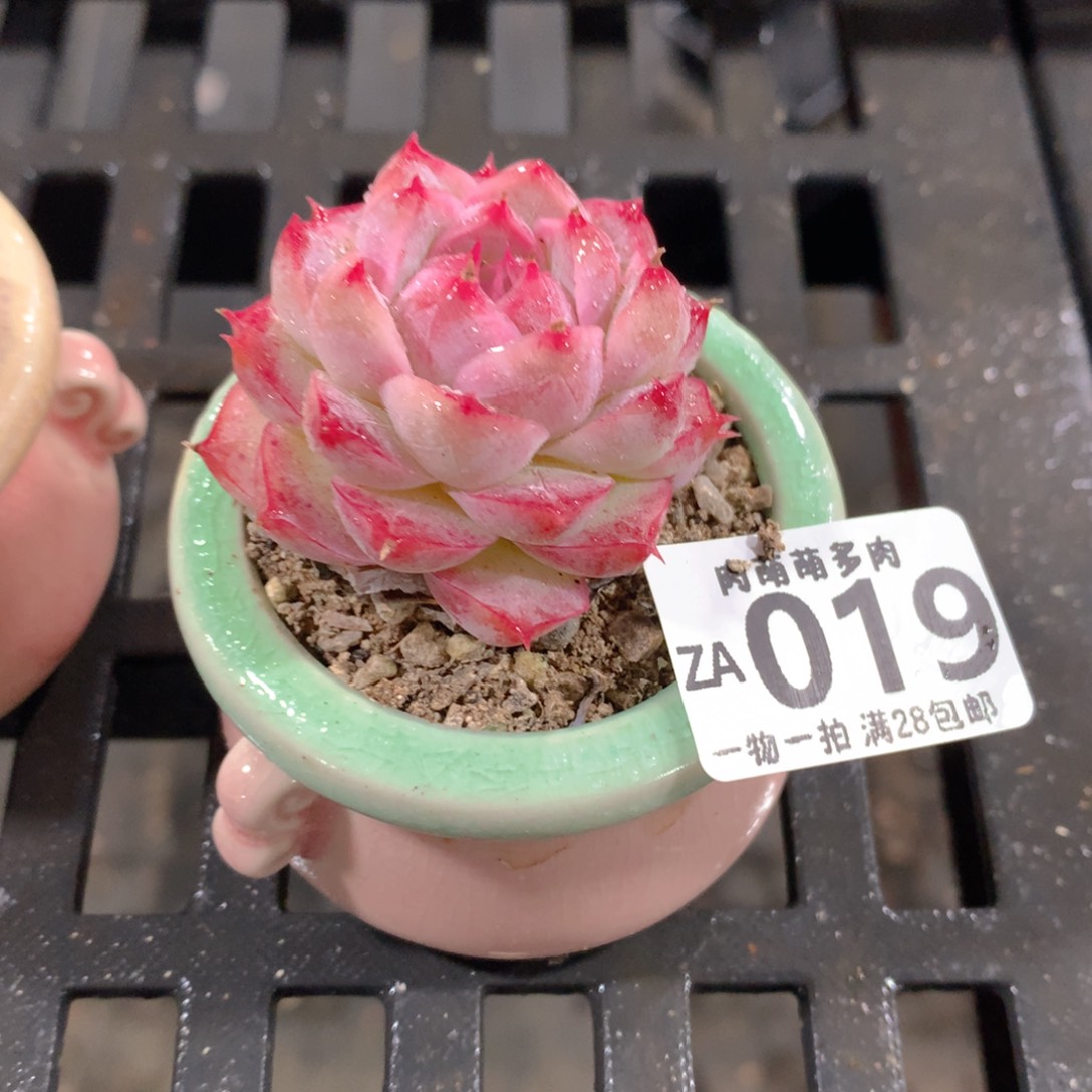 肉萌萌拇指盆精控多肉ZA019