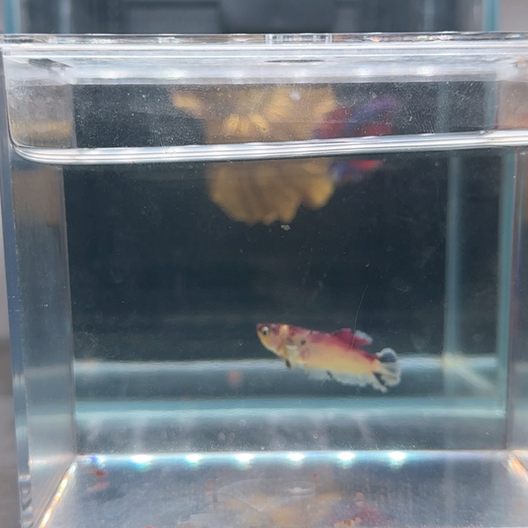 斗鱼活体观赏鱼好养耐活