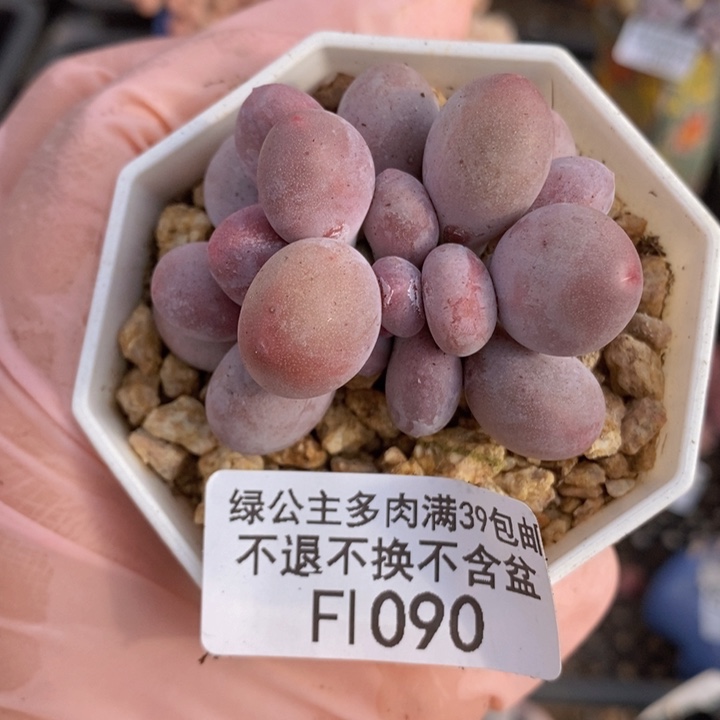 桃蛋奶5cm1090多肉植物
