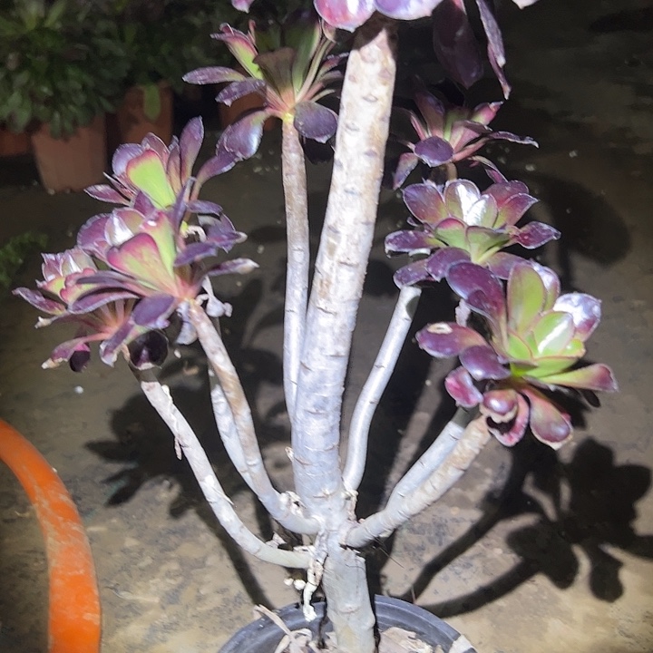 多肉法师植物链接20