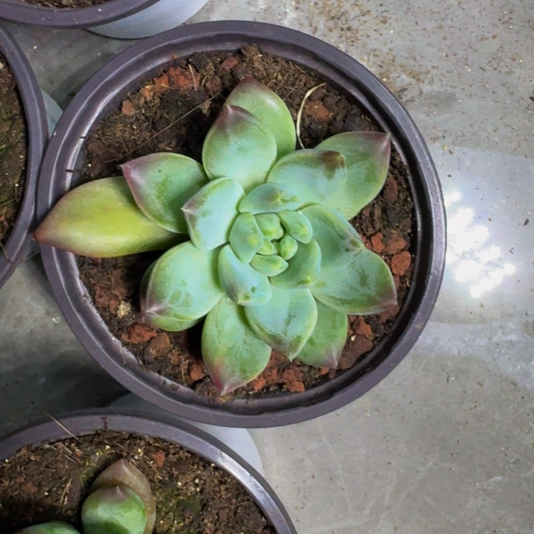 韦斯特曼 叶插  一物一拍