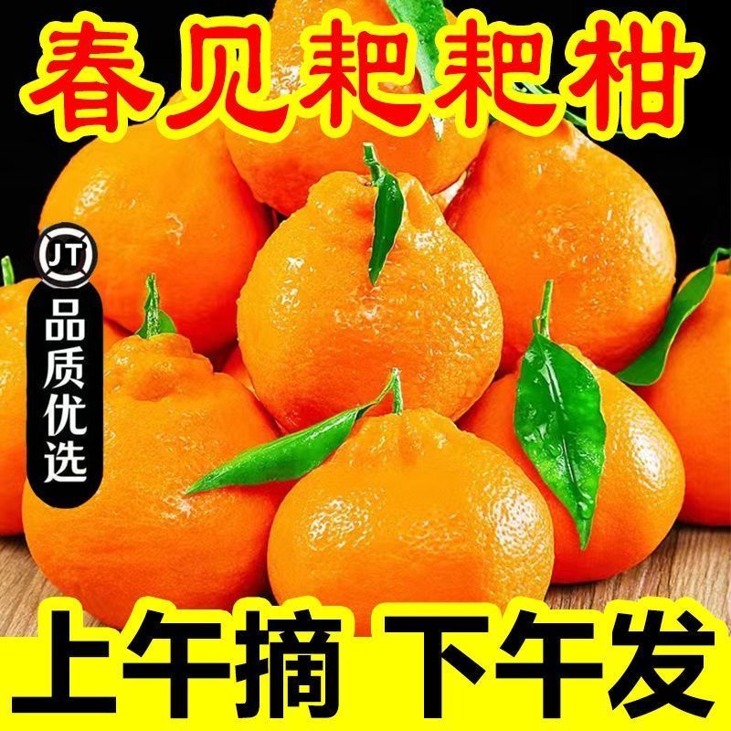 四川春见耙耙柑新鲜多汁香甜橘子当季水果
