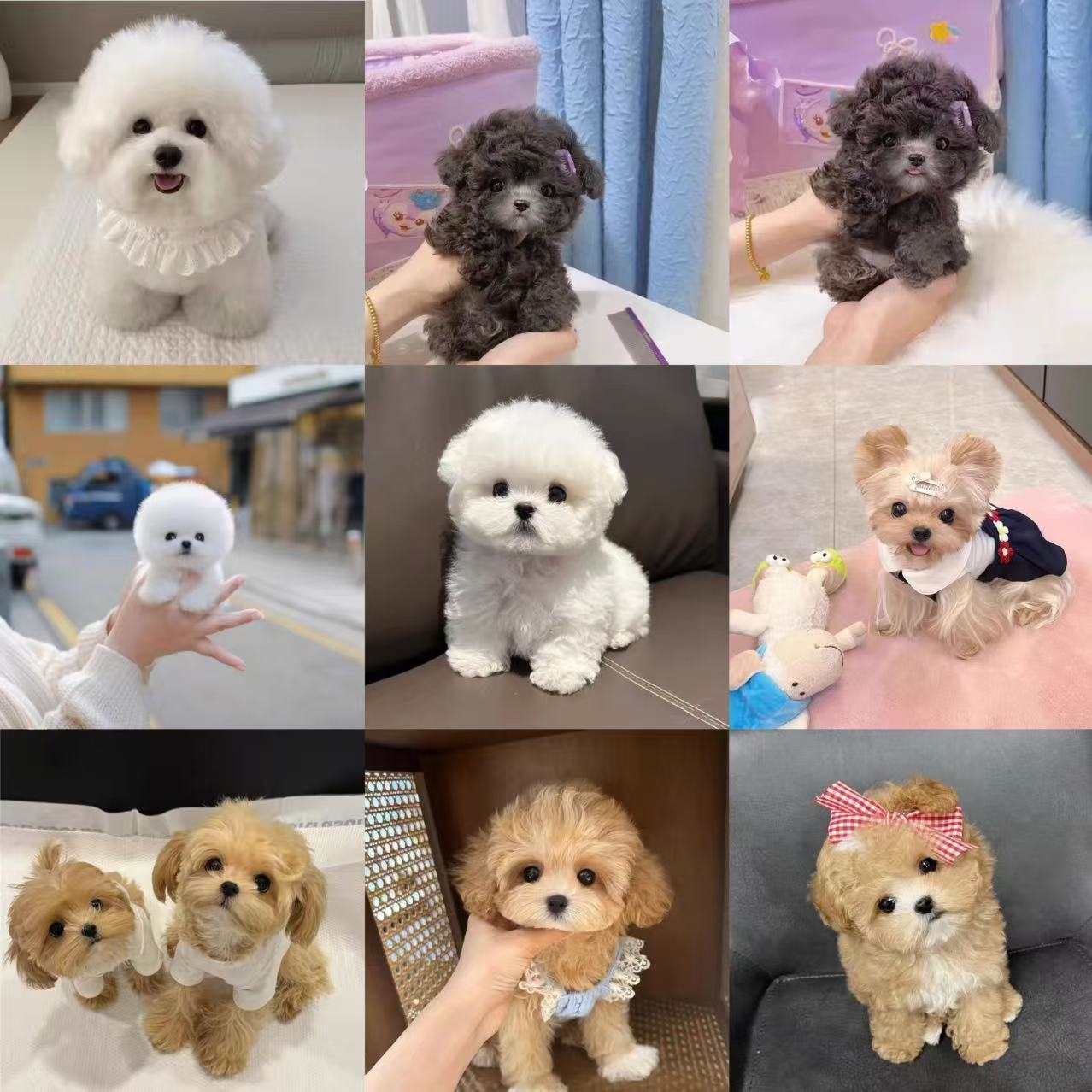 自贡豆儿宠物♥马尔泰来啦