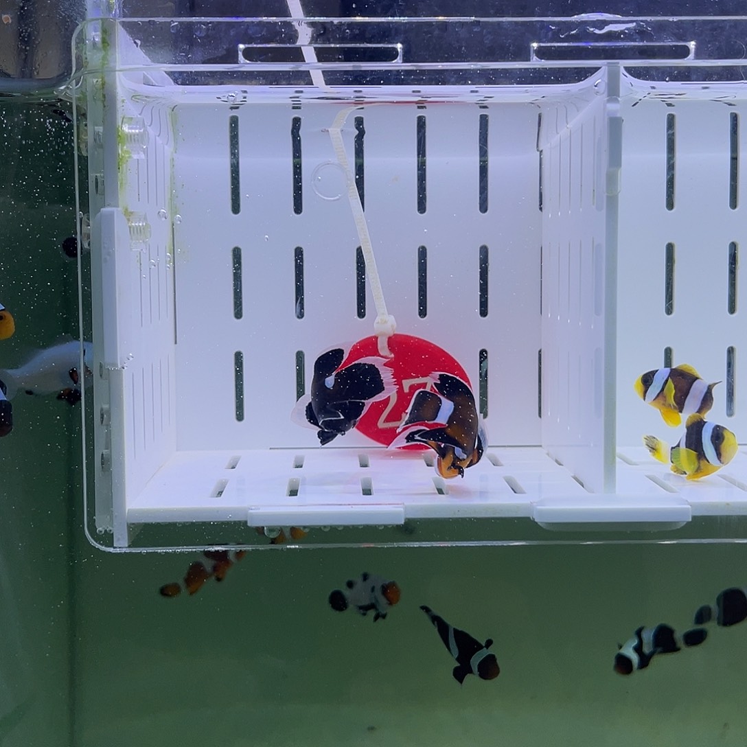 海水鱼短文礼服4+