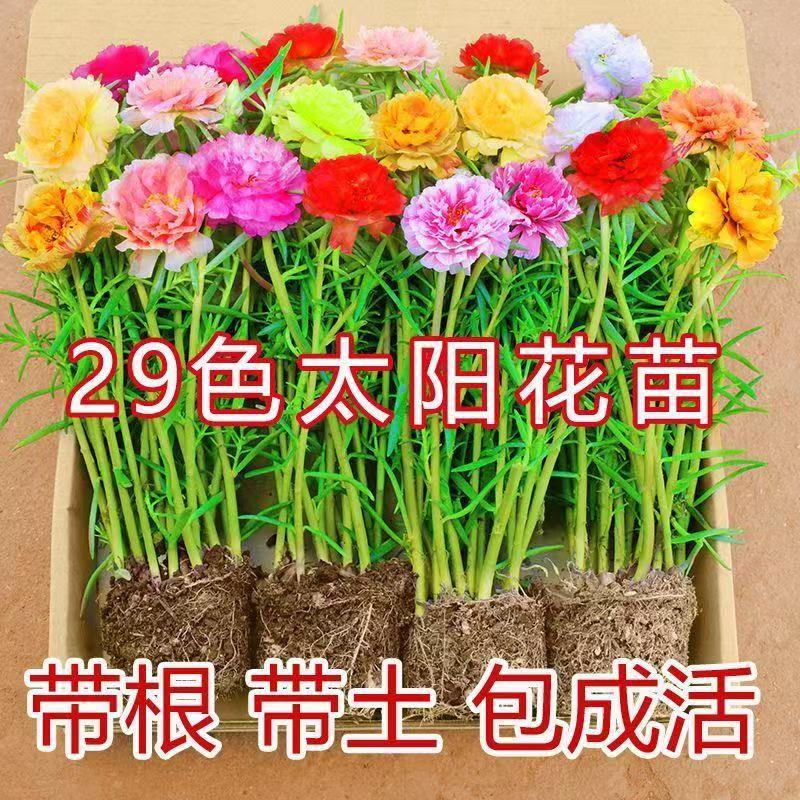 太阳花重瓣带花苞开花绿植好养活混色四季开花太阳花苗重瓣大花