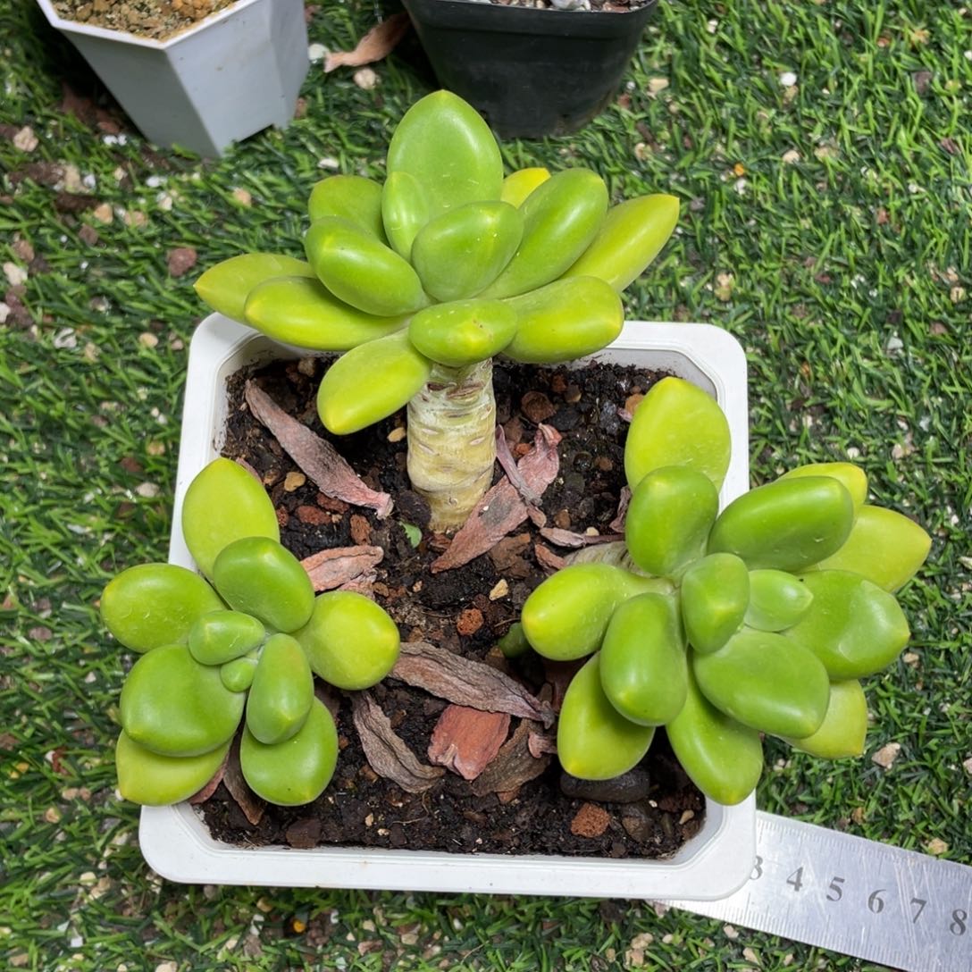 正版芒果奶多肉植物