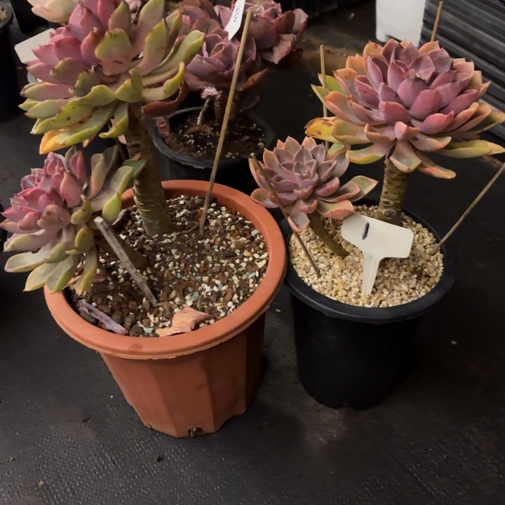 多肉植物，紫气东来两棵1号