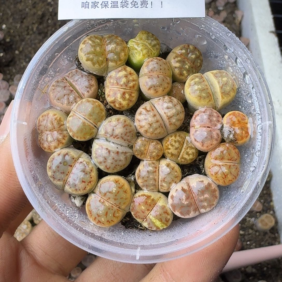 2586哈哈哈哈哈哈哈哈