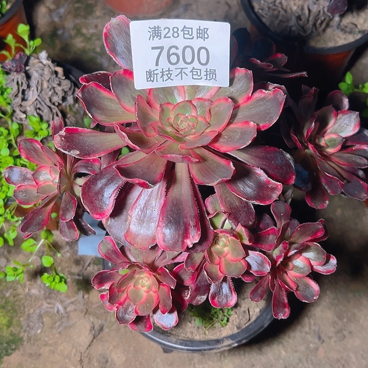 7600丽娜多肉植物