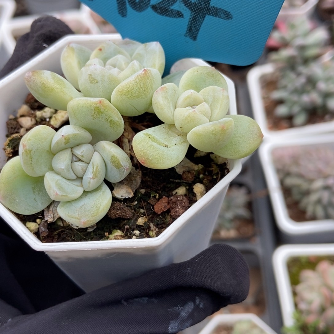 024小树冰玉多肉植物