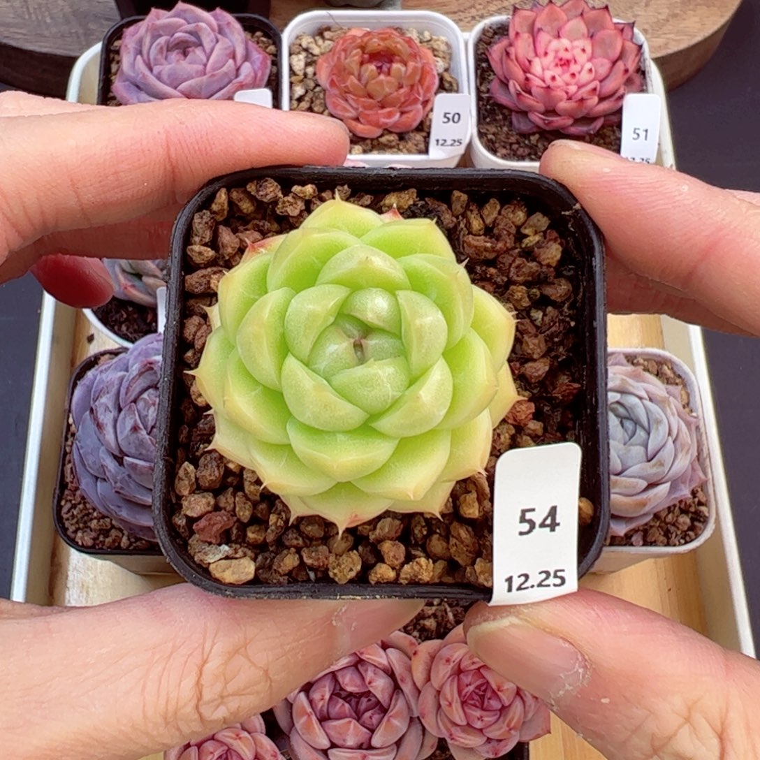 好好看54、哈哈哈哈