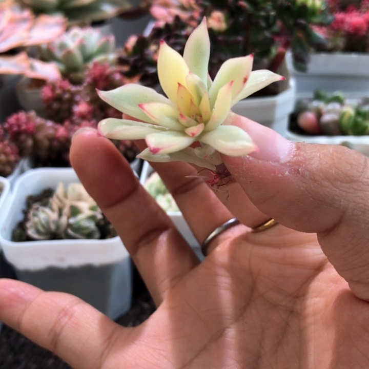 不知名砍头有根有