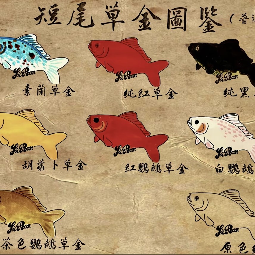 短尾草金鱼短尾草金一鱼一价直播选购，看好下单，不退不换