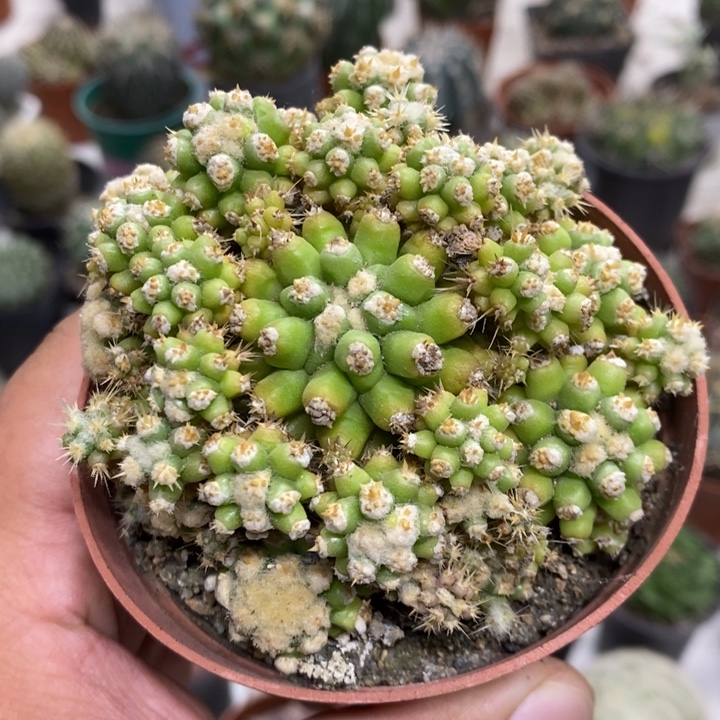 金虎群特价福利特价