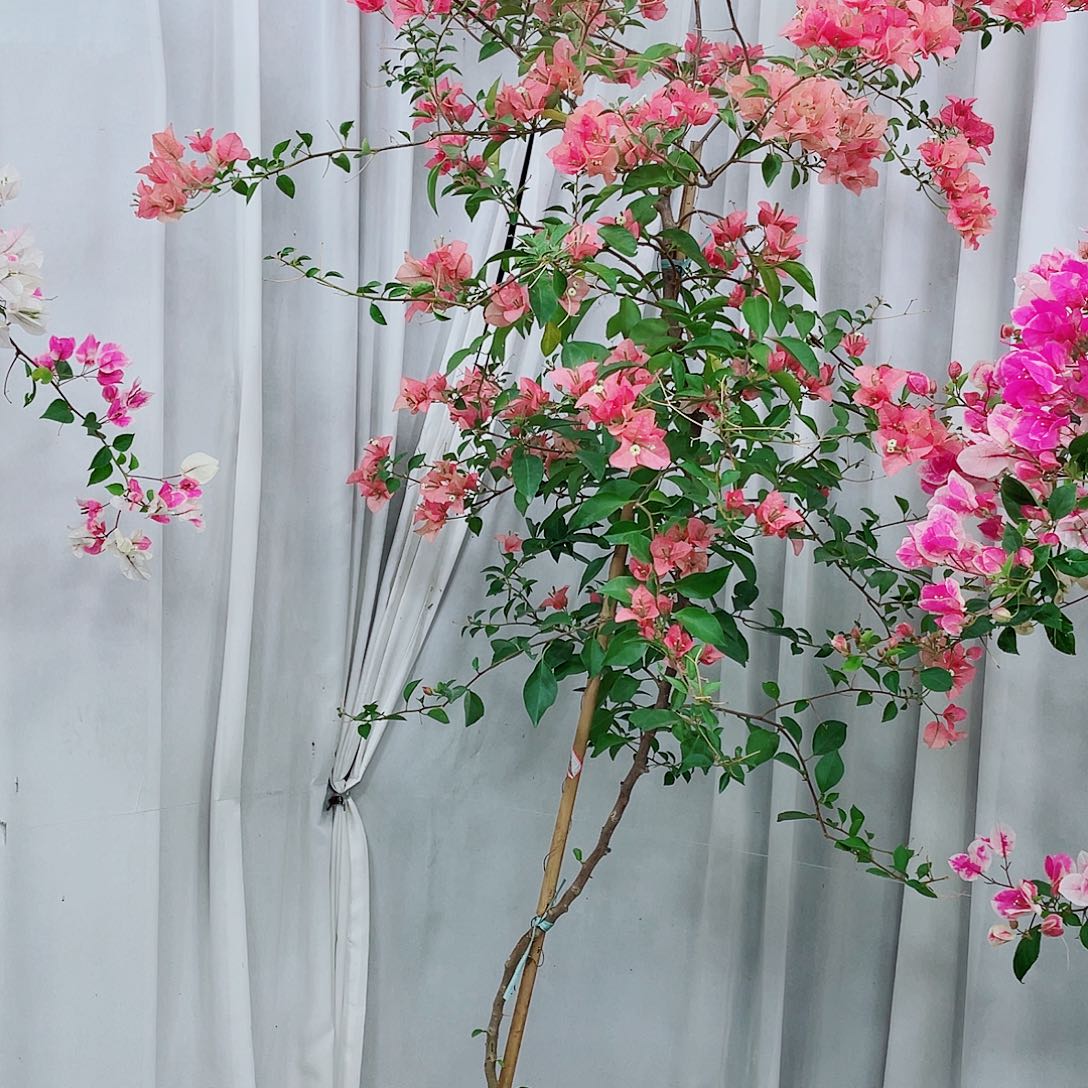 完全开放卡亚塔298米