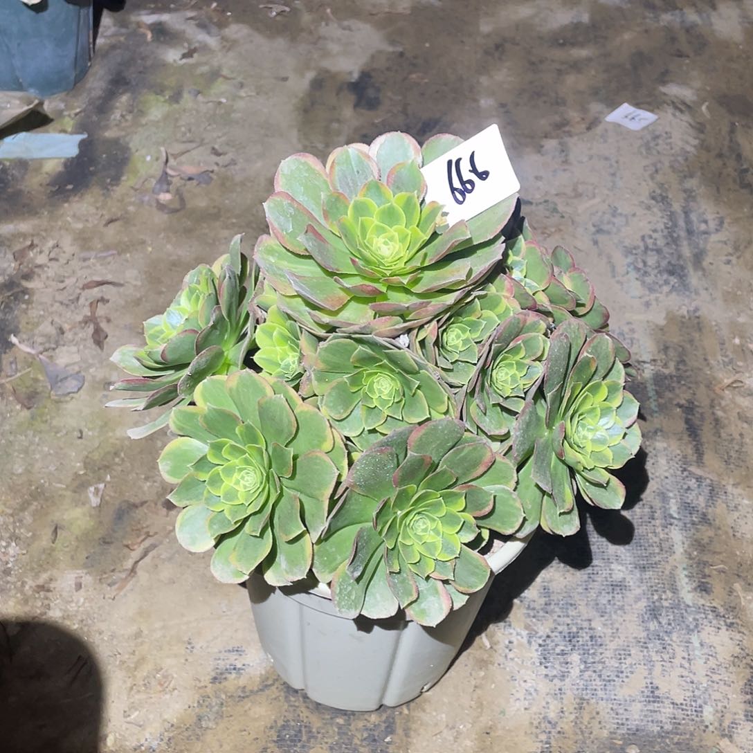 666法师植物奶白